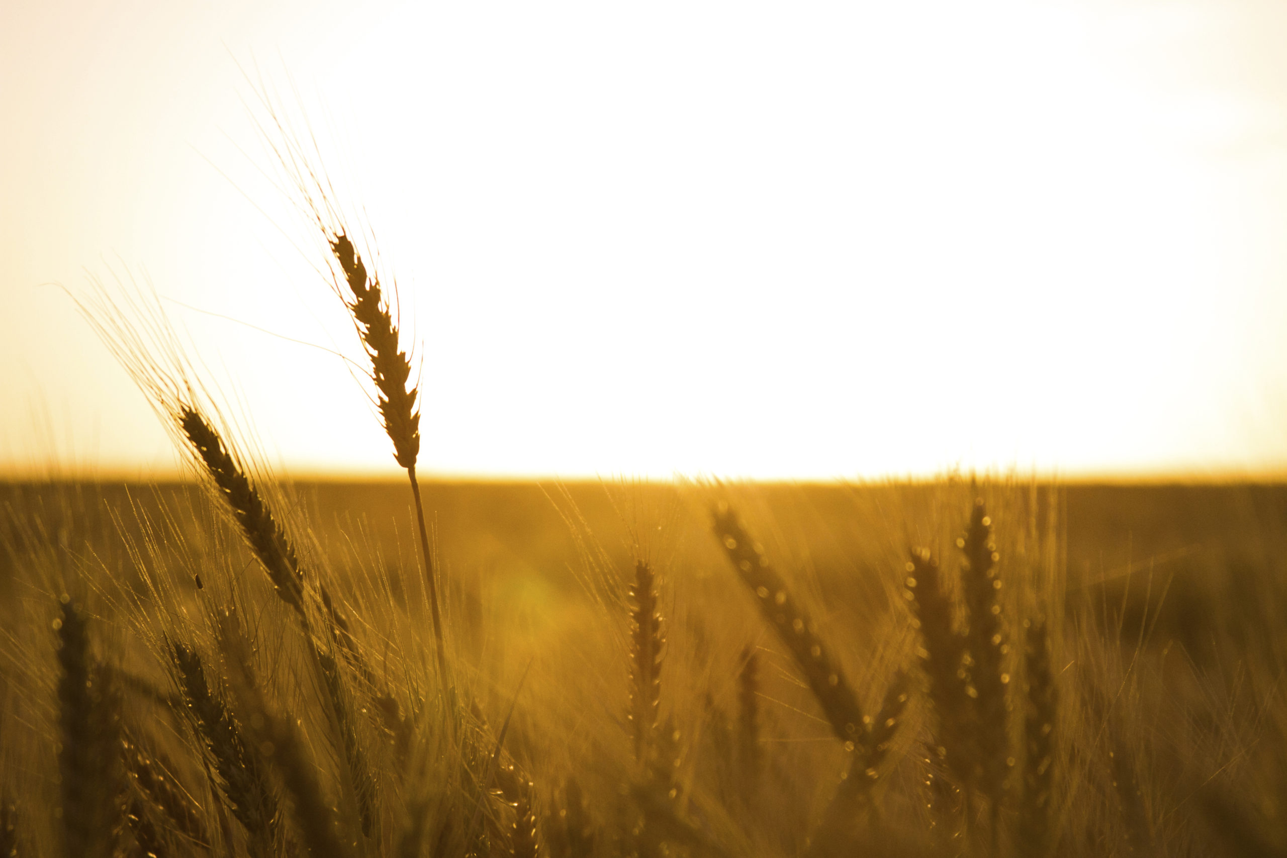 Wheat Summer